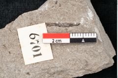 Foto (Detailansicht) von Plantae indet.  (NHMW-GEO-2024-0188-6701)